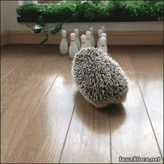 고슴도치의 귀여움에 대한 고찰.gif | 인스티즈