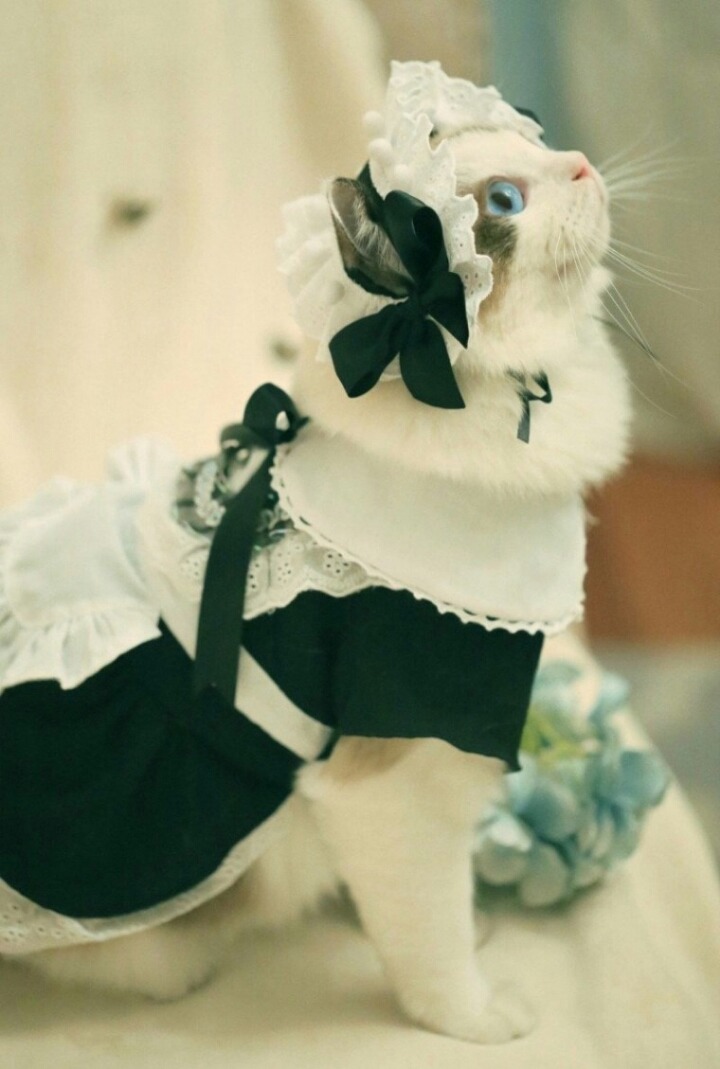 고양이 미모 | 인스티즈