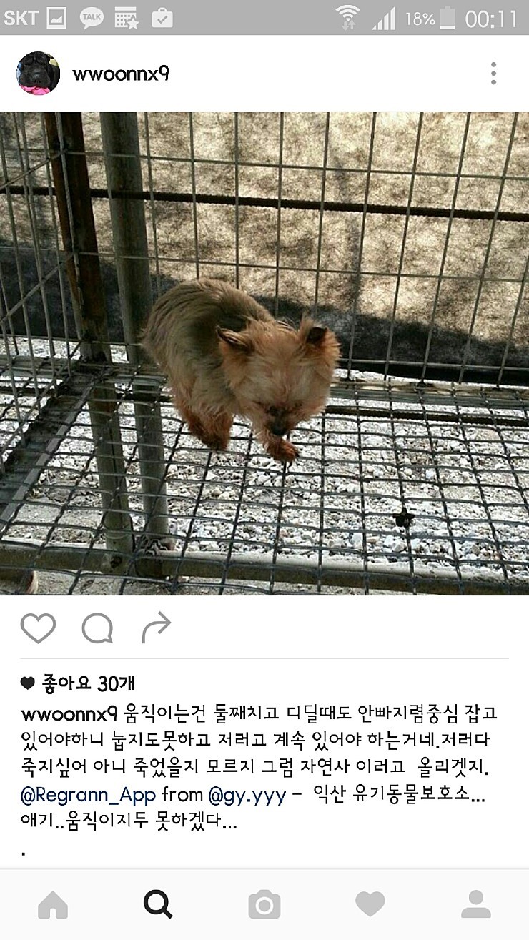 익산유기동물보호소의 공고사진 항의전화나 민원글쓰자(강아지 마음아픈사진있어)! | 인스티즈