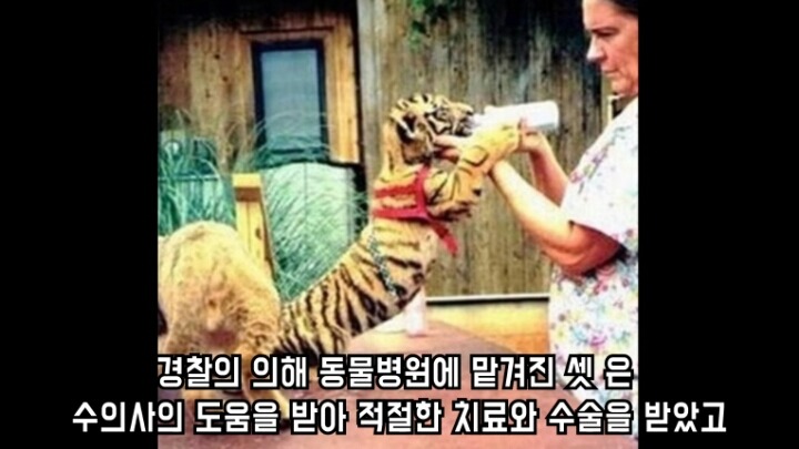 곰 사자 호랑이의 우정 | 인스티즈