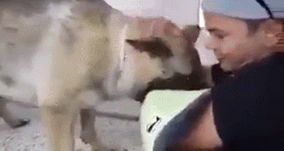 안락사를 지켜보는 주인.gif | 인스티즈