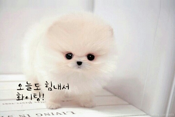 마니또와 이미지