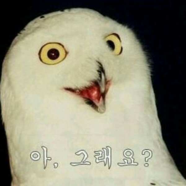 쓸만한 카톡짤 | 인스티즈