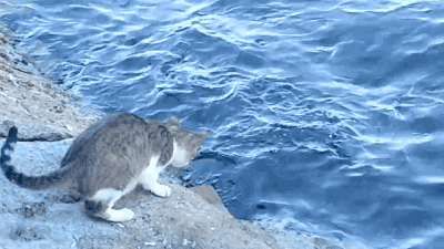 물고기 낚는 고양이.gif | 인스티즈
