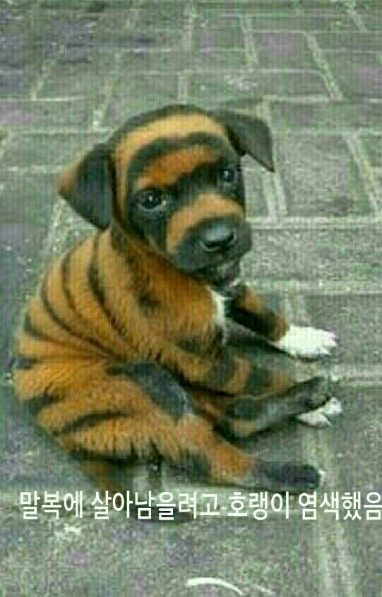 복 이미지