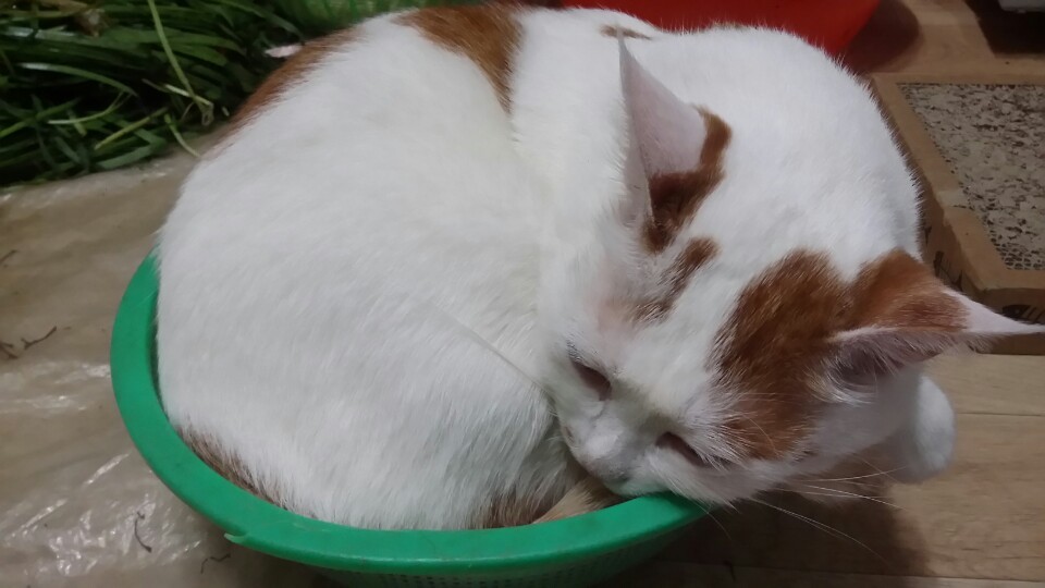 소쿠리 이미지
