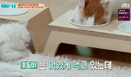 [마리와나] 뚱보냥 호동이 다이어트 시키기 (feat.먼지) | 인스티즈