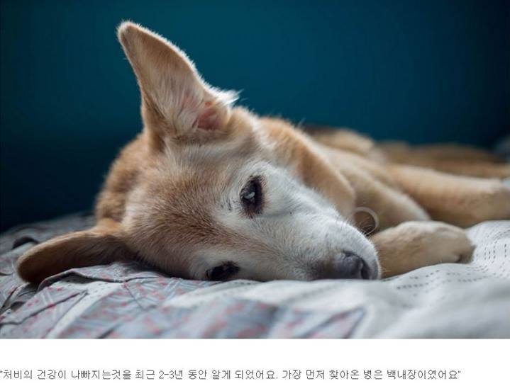 반려견과의 만남과 이별 과정.jpg | 인스티즈