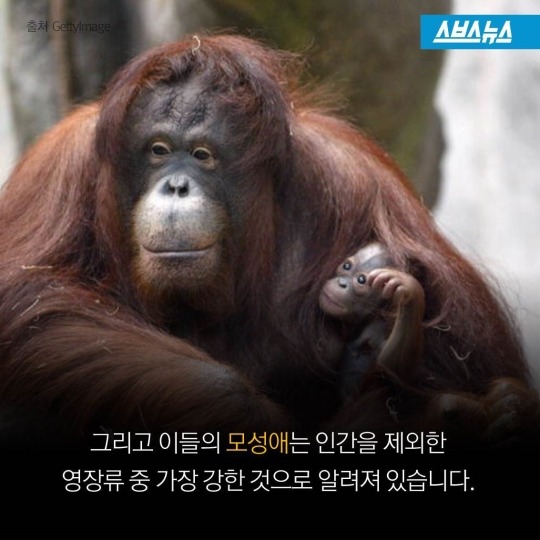 숲속에 사는 사람들 | 인스티즈