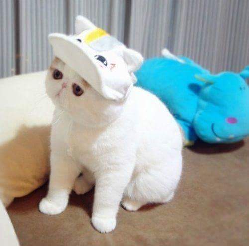 이그조틱 이미지