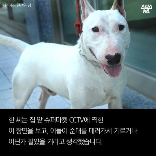  제 강아지가 잡아먹혔습니다 | 인스티즈
