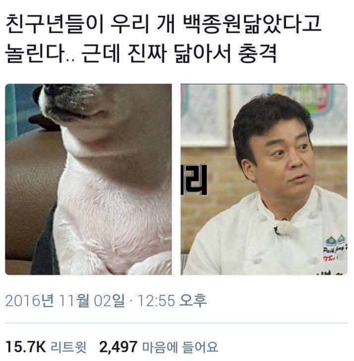 친구들이 우리 개 백종원 닮았다고 놀린다.. | 인스티즈