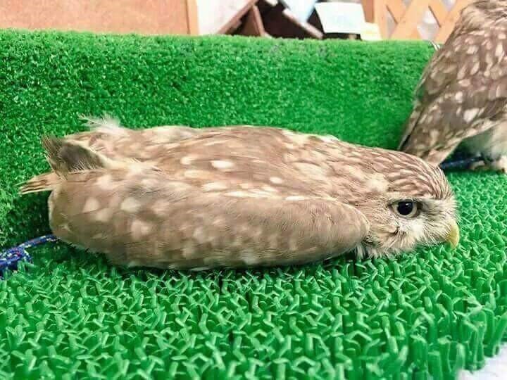 올빼미 이미지
