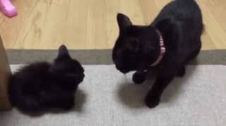 아기 고양이 때리는 엄마 고양이 | 인스티즈