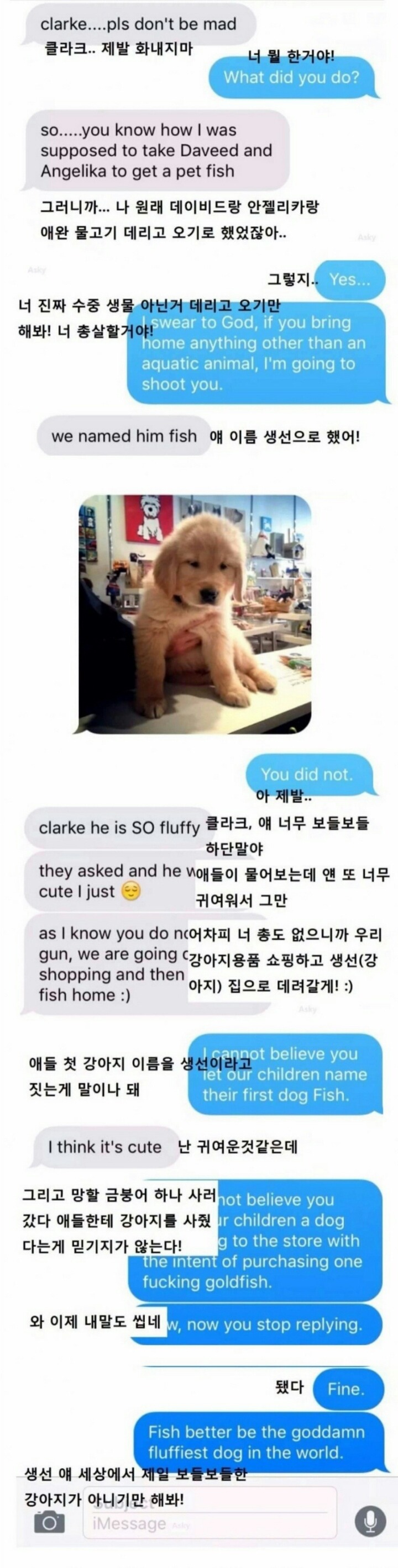 세상에서 가장 보들보들한 강아지 | 인스티즈