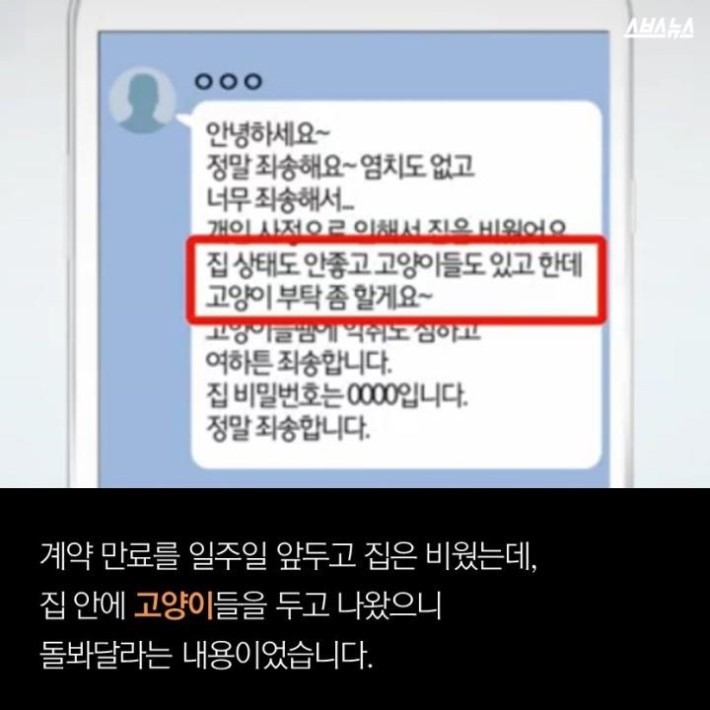 버려진 고양이 40마리 | 인스티즈