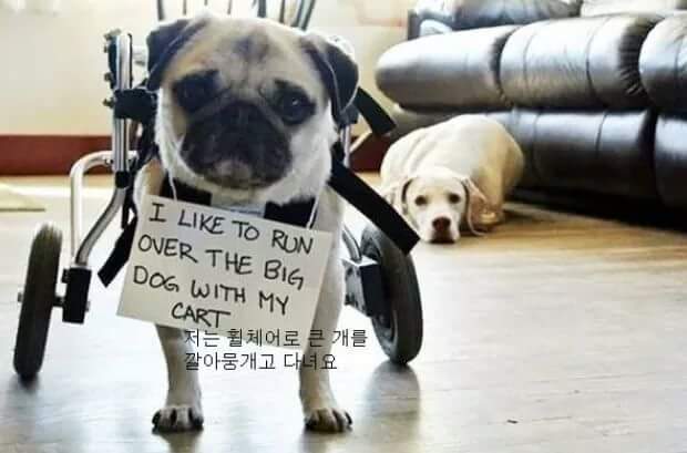 애완동물이 한 잘못들.jpg | 인스티즈