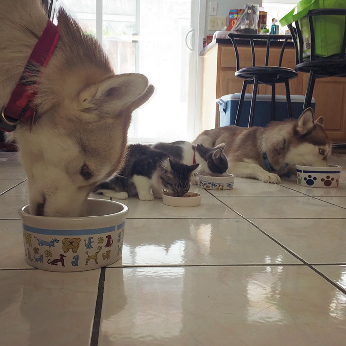 3마리의 허스키들과 친구가 된 냥이.jpg | 인스티즈
