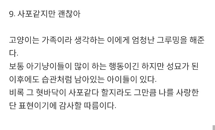 반려묘가 당신을 사랑하고 있다는 9가지 신호 | 인스티즈
