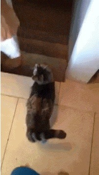 깁스한 냥이 | 인스티즈