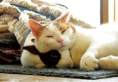 친화력 좋은 고양이들.gif | 인스티즈