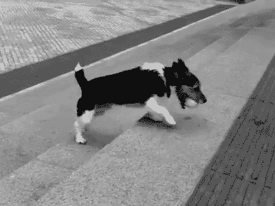 강아지 gif | 인스티즈