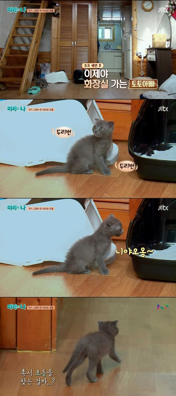 [마리와나] 케미가 냥냥 터지는 강호동과 새끼 고양이 토토.jpg | 인스티즈