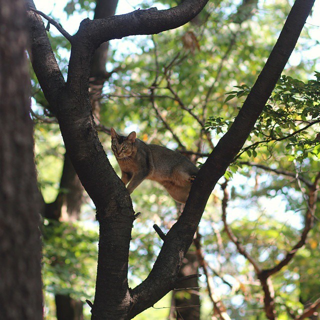 고양이 산책 종결.jpg | 인스티즈