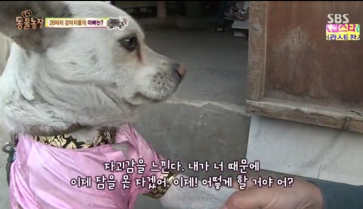 오늘자 동물농장 자막ㅋ | 인스티즈