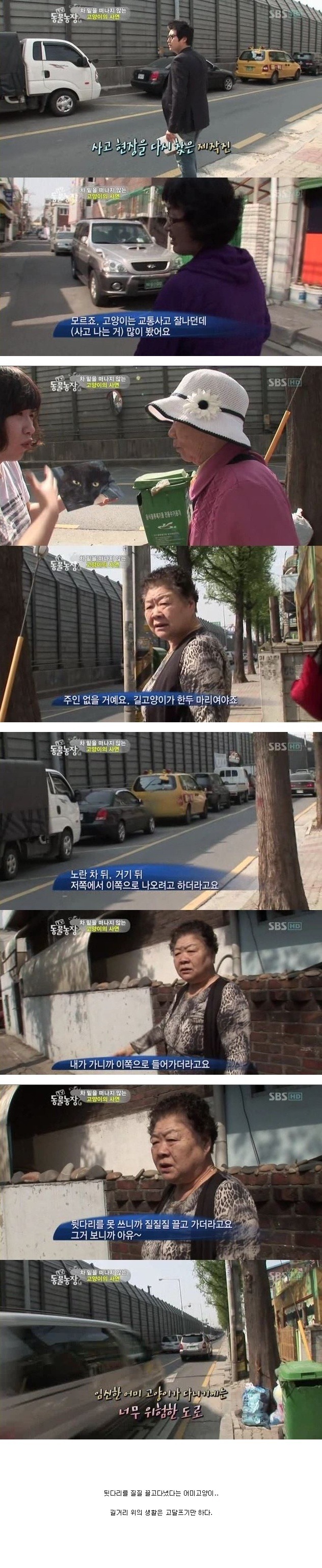 눈물을 흘리는 고양이 | 인스티즈