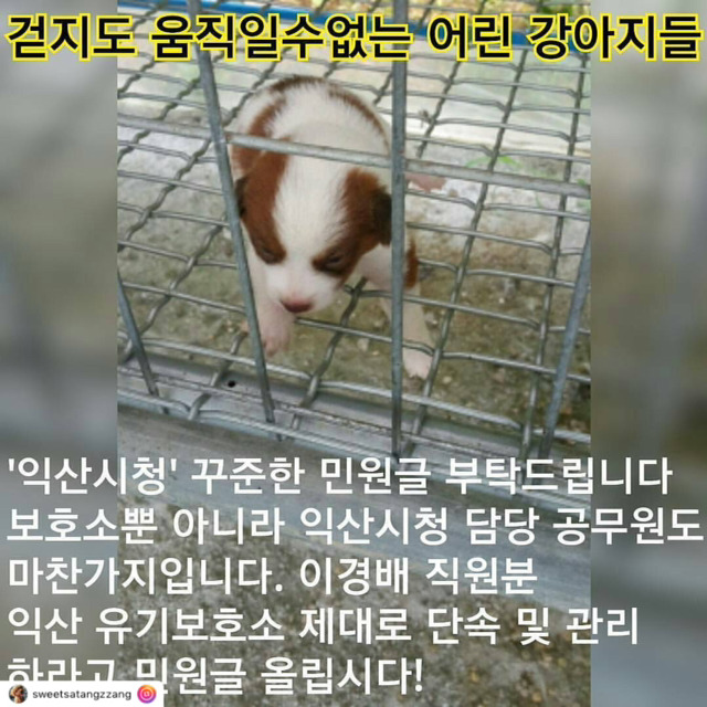 개선이 시급하고 사태가 심각한 시보호소의 모습 | 인스티즈