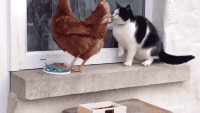 고양이와 닭.gif | 인스티즈