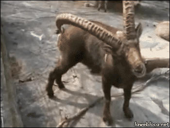시원하게 긁기(혐오주의) .gif | 인스티즈