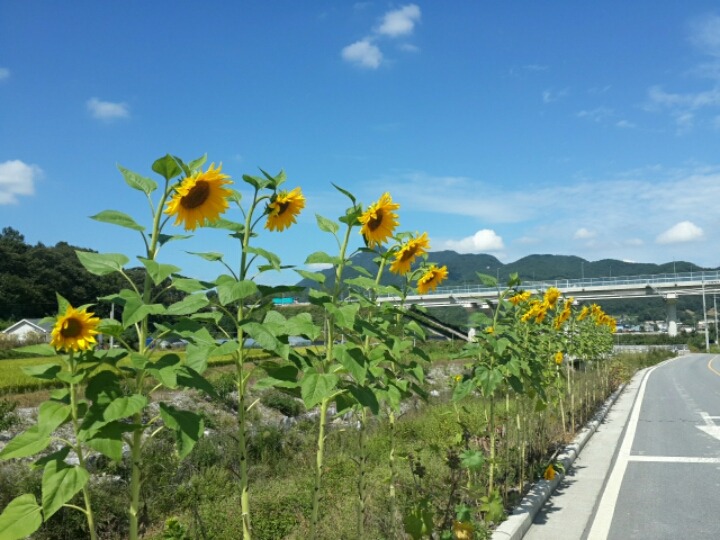 해바라기 | 인스티즈