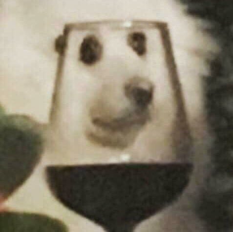 잔든견 (귀여움주의) | 인스티즈