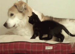 껴안고 난리남﻿﻿.gif | 인스티즈