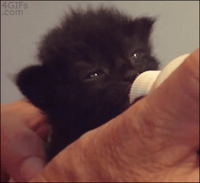 열일하는 고양이 안테나 | 인스티즈