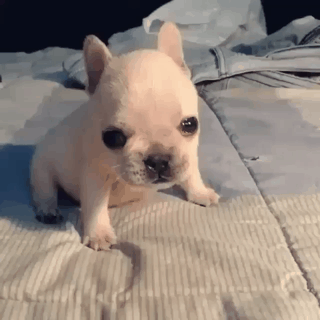 강아지.gif | 인스티즈
