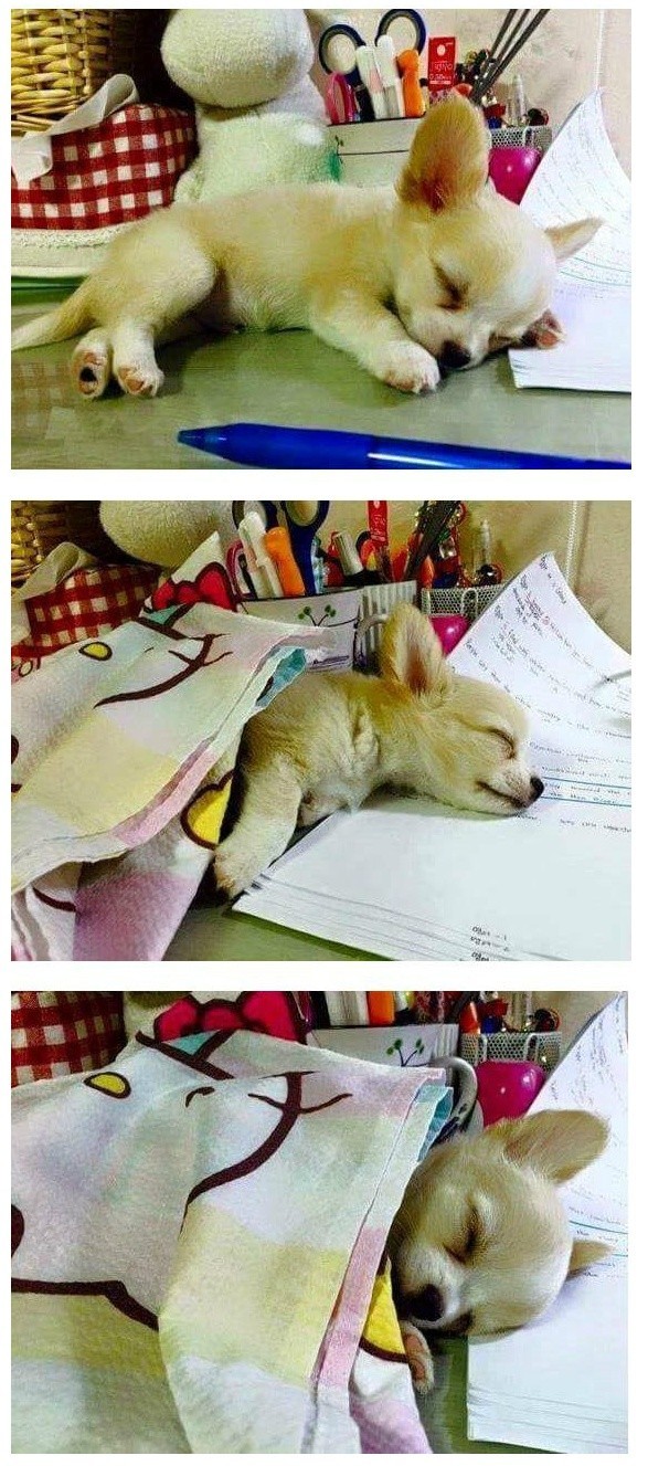 공부하는데 옆에 와서 잠이든 강아지 | 인스티즈