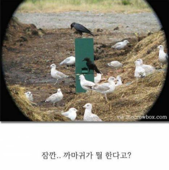 까마귀의 지능에 대한 고찰.jpg | 인스티즈