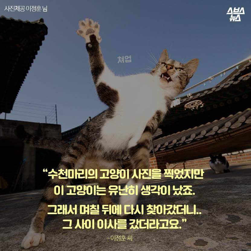 지구촌 짤 '냐옹이 썬더'의 비밀 | 인스티즈