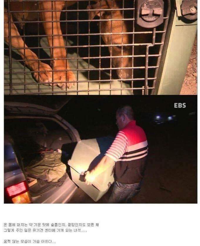 나는 아직 살수 있는데 왜 죽으라하나요 | 인스티즈