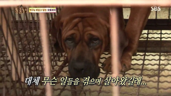 [TV동물농장] 동물농장에서 방송된 인천의 한 개 도축장의 현실.jpg | 인스티즈
