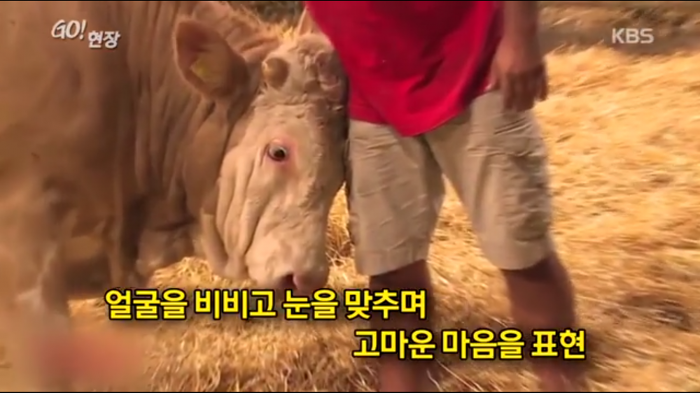 고마움을 표현하는 소.jpg | 인스티즈