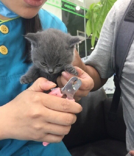 심기불편한 아기고양이 | 인스티즈