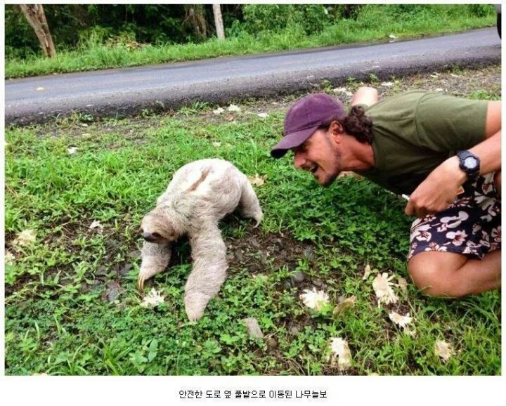 나무늘보 이미지