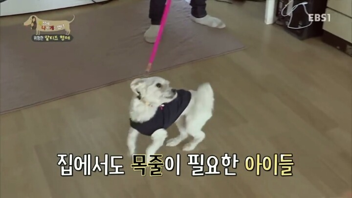[세나개] 공격적인 반려견이 되는 이유 1부.jpg | 인스티즈