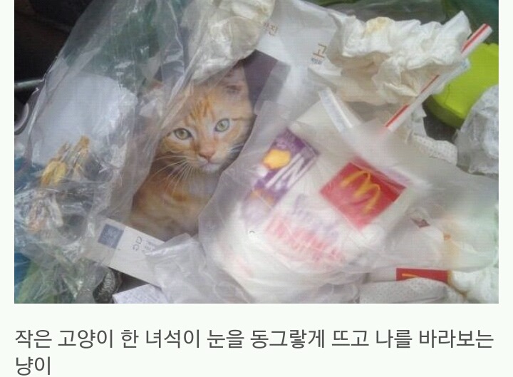 쓰레기통에 버려진 아기 고양이의 정체 | 인스티즈
