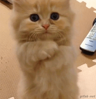 귀여운 고양이들.gif | 인스티즈