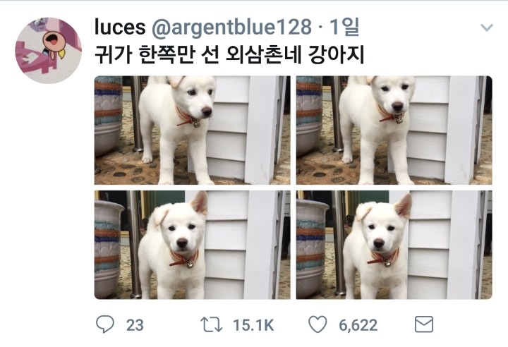귀가 한 쪽만 선 댕댕이.jpg | 인스티즈